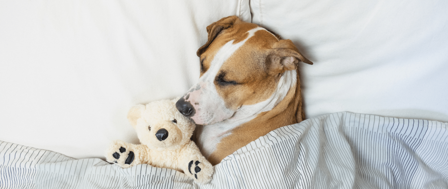 Desmintiendo ocho mitos sobre el sueño